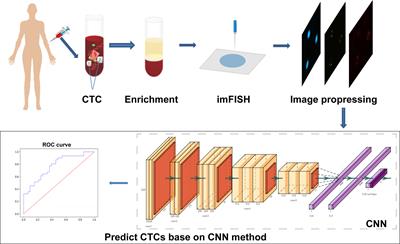 Circulating Tumor Cell Identification Based on Deep Learning